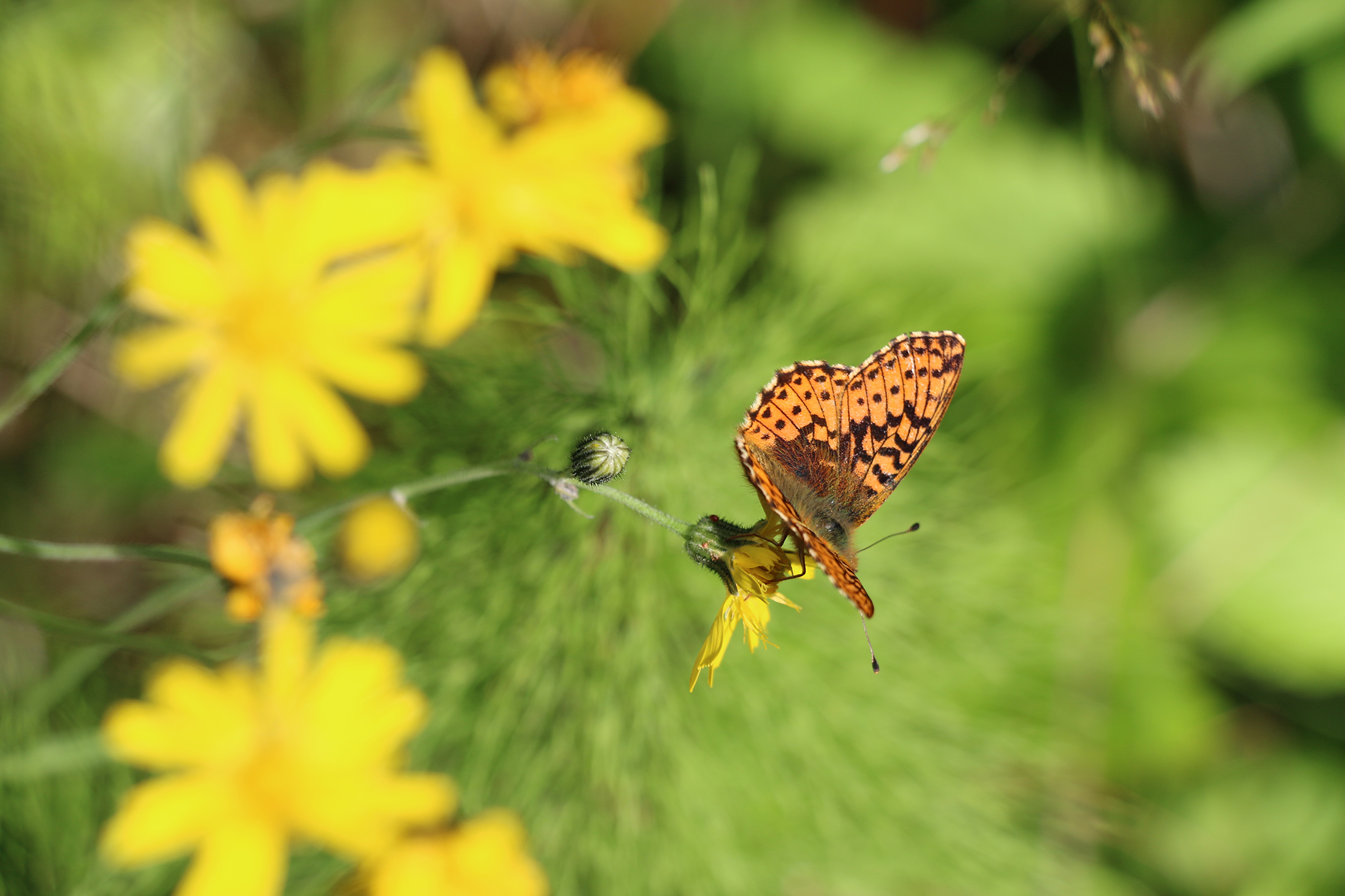 Boknätfjäril eller asknätfjäril (Euphydryas maturna) - Västmanlands landskapsinsekt